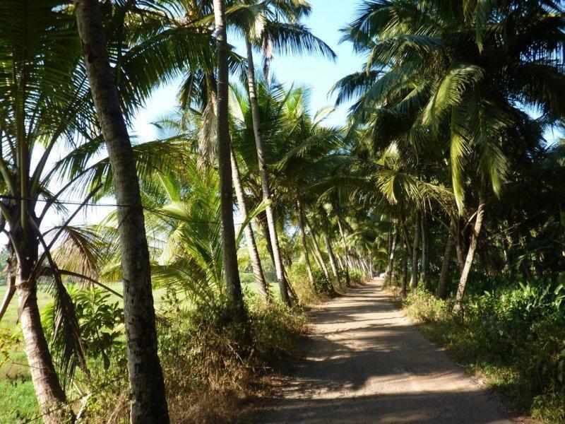 Coconut Grove Beach Resort Colva Eksteriør billede